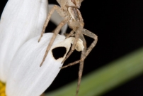 Le Philodrome disparate. Une femelle (Araneae - Philodromidae - Philodromus dispar)